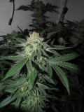 47days bloom (6)