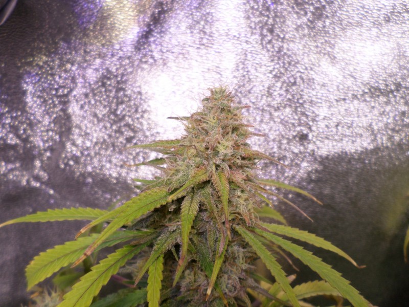 midnightkushtop