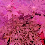 IMG_20230116_130931_257