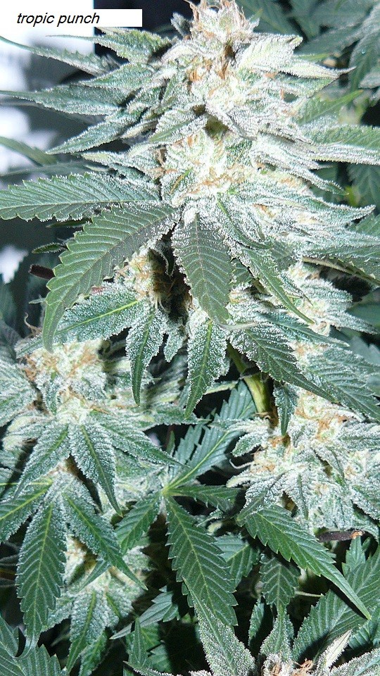 drobes 17 01 23 011