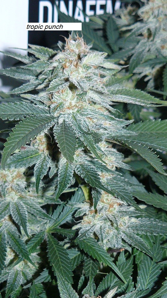drobes 17 01 23 014
