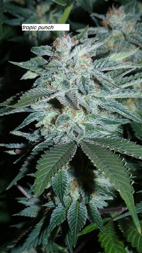 drobes 17 01 23 017
