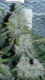 drobes 17 01 23 045