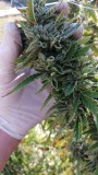 Outdoor Chem 22
