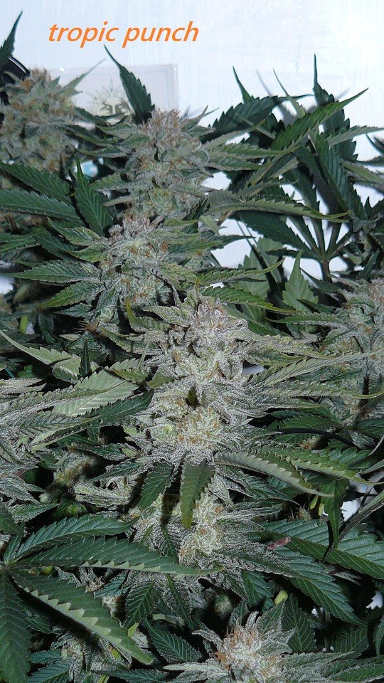 drobes 19 01 23 007