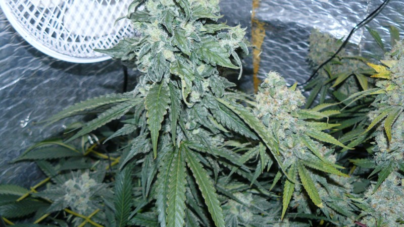 drobes 19 01 23 049