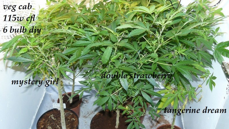 drobes 19 01 23 061