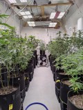 Justsomeweeds