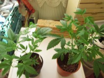 vegging  (2)