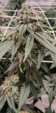 Gg#4