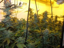 55 days bloom (1)