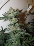 55 days bloom (4)
