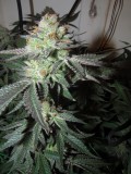 55 days bloom (5)