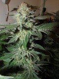 55 days bloom (8)