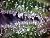 55 days bloom (12)