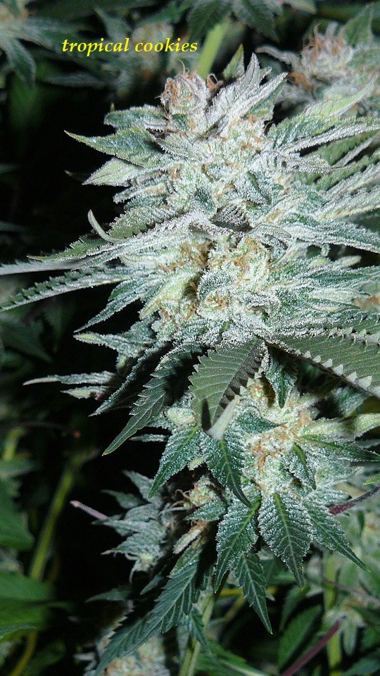 drobes 26 01 23 006
