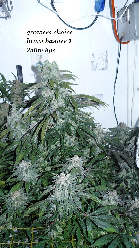 drobes 26 01 23 015