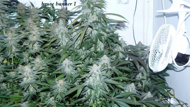 drobes 26 01 23 016