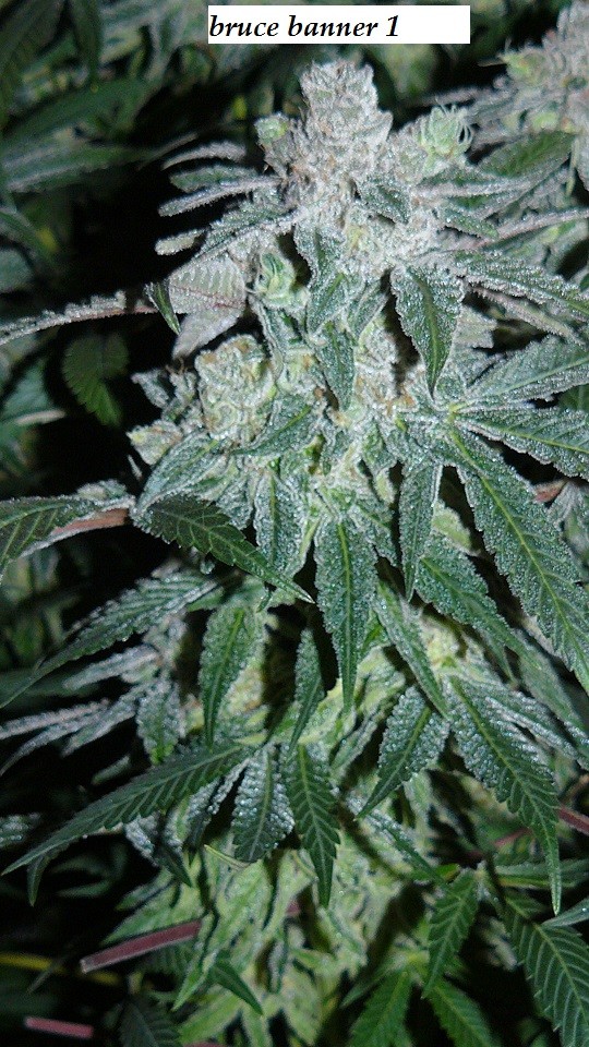 drobes 26 01 23 020