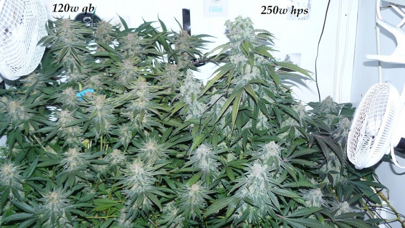 drobes 26 01 23 026