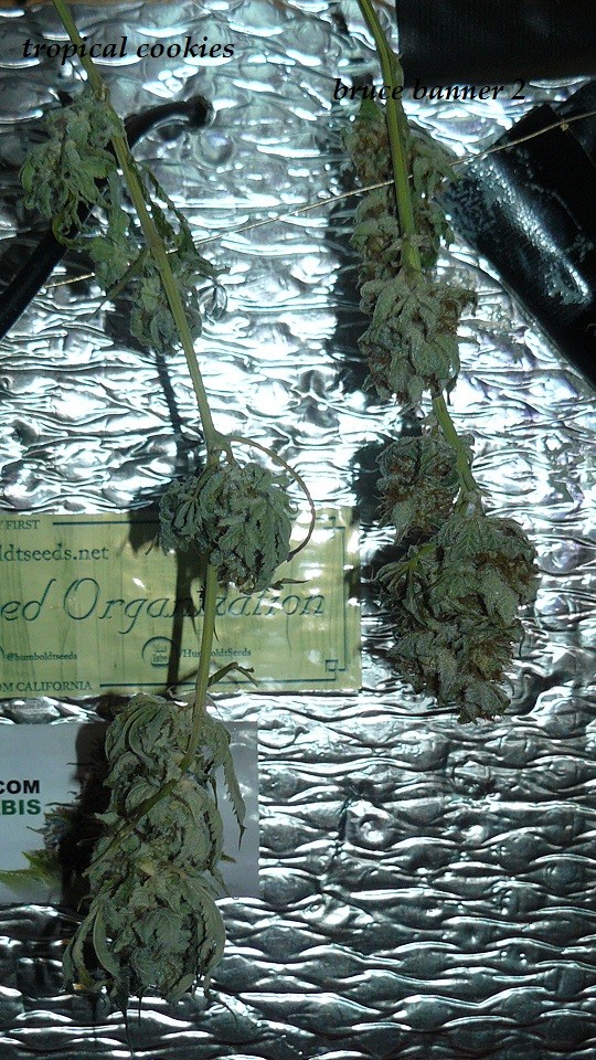 drobes 26 01 23 031