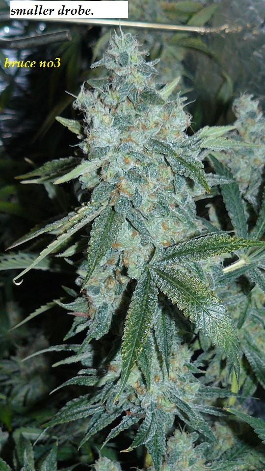 drobes 26 01 23 034