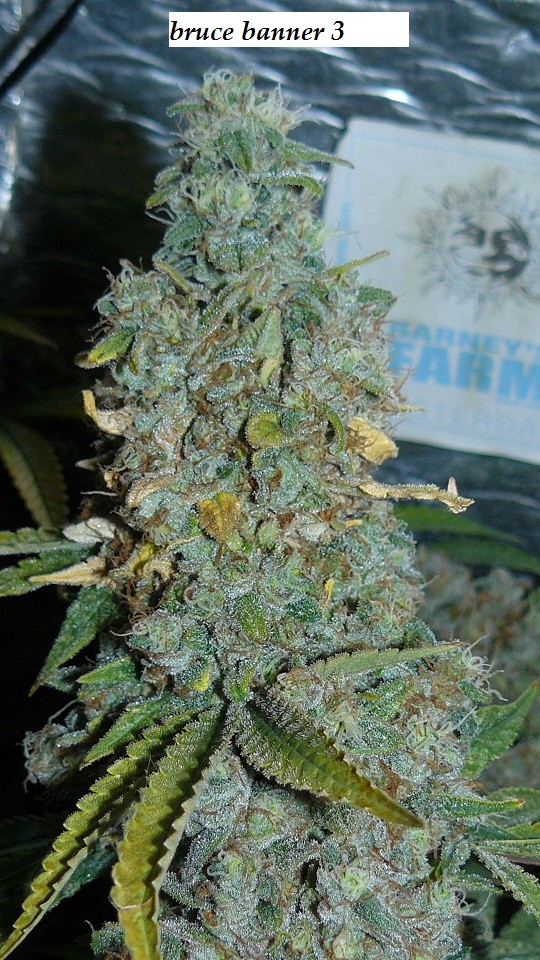 drobes 26 01 23 039