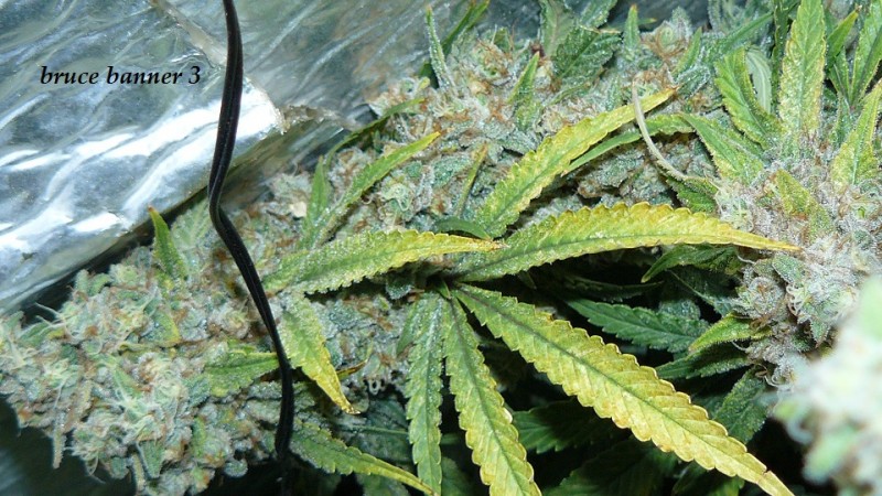 drobes 26 01 23 042