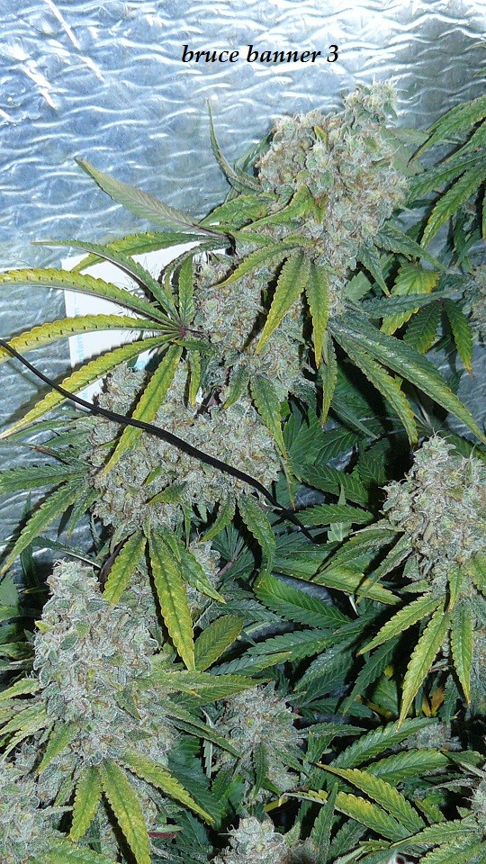 drobes 26 01 23 049
