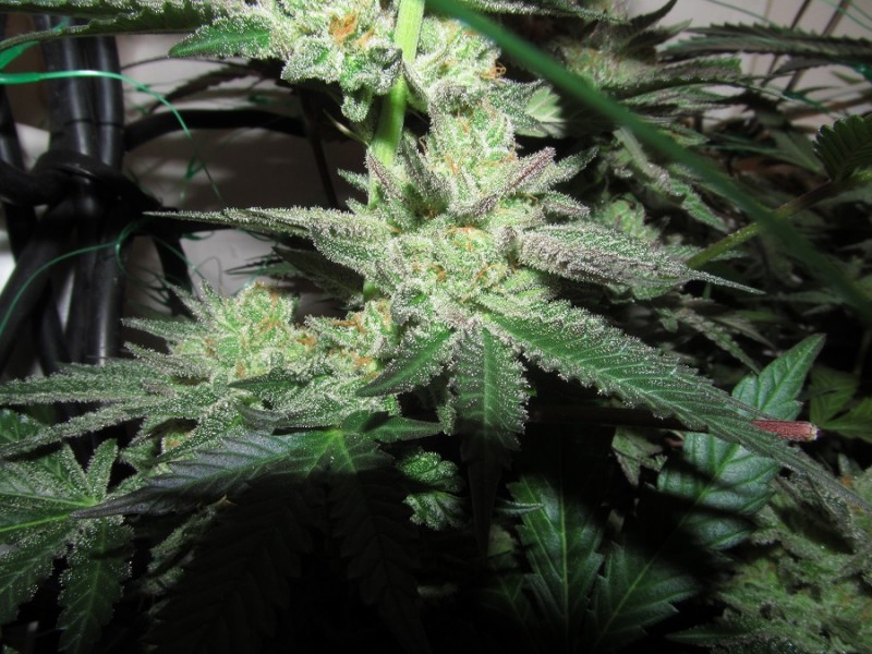 59days bloom (1)