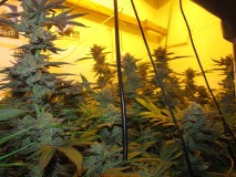59days bloom (3)