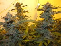 59days bloom (4)