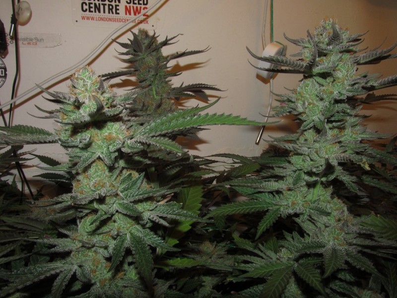 59days bloom (5)