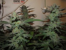 59days bloom (5)