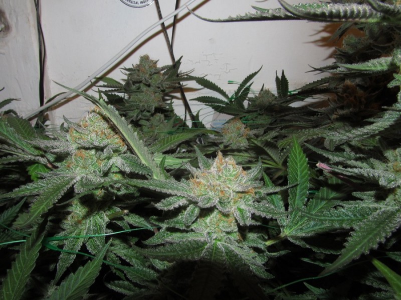 59days bloom (7)