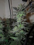 59days bloom (8)