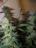 59days bloom (9)