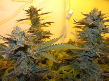 59days bloom (10)
