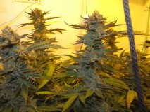 59days bloom (11)