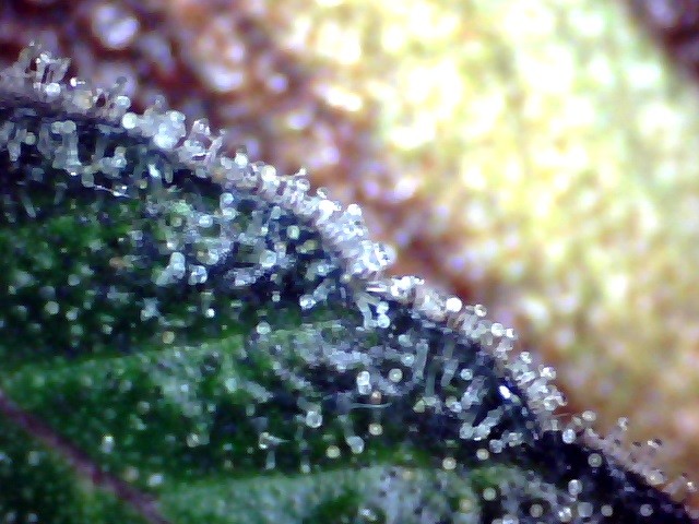 trichs (4)