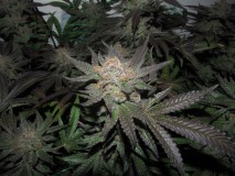 chop @ 65 days (6)