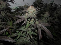 chop @ 65 days (7)