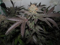 chop @ 65 days (12)