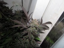 chop @ 65 days (13)