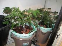 vegging (2)