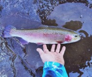 Bow