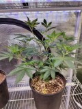 Romulan