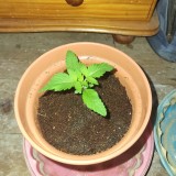 ogkush