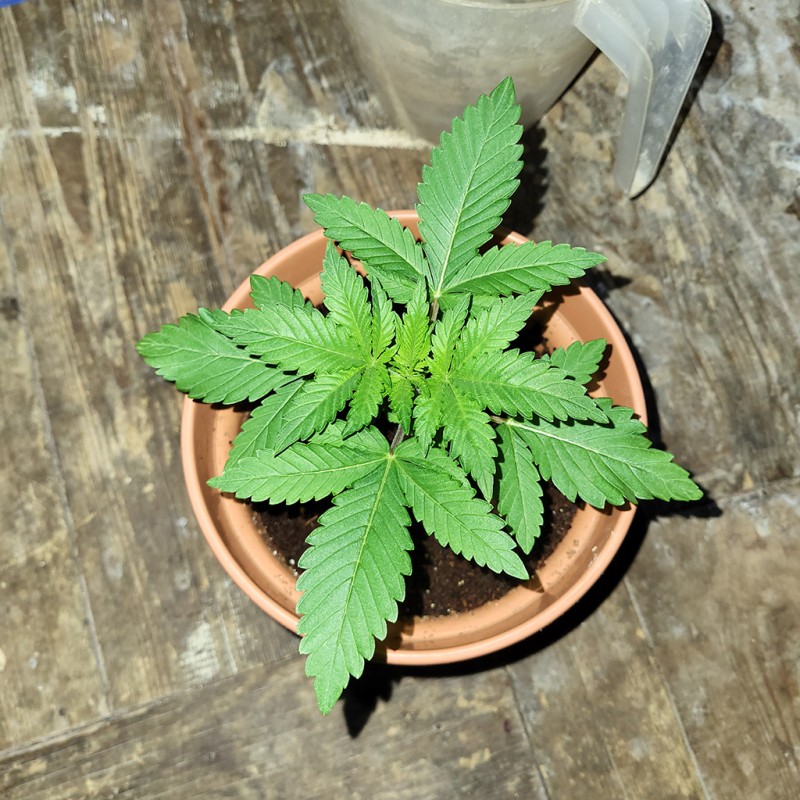 OG kush