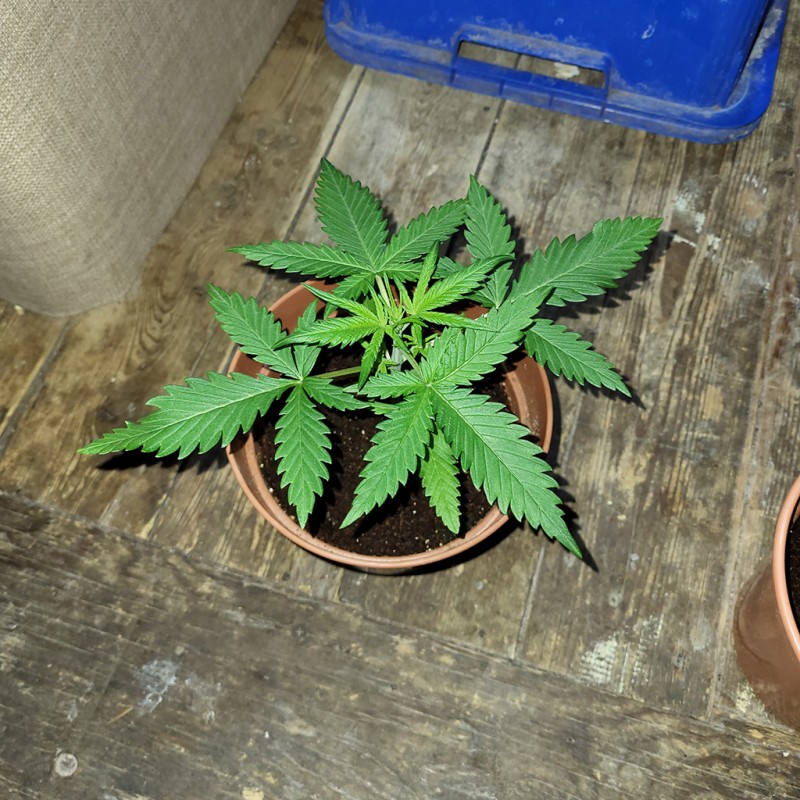 sweettrainwreck